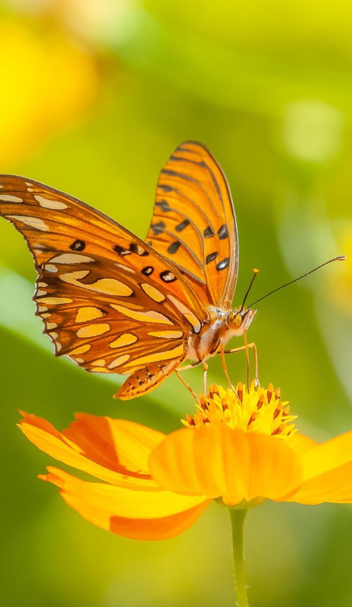 butterfly
