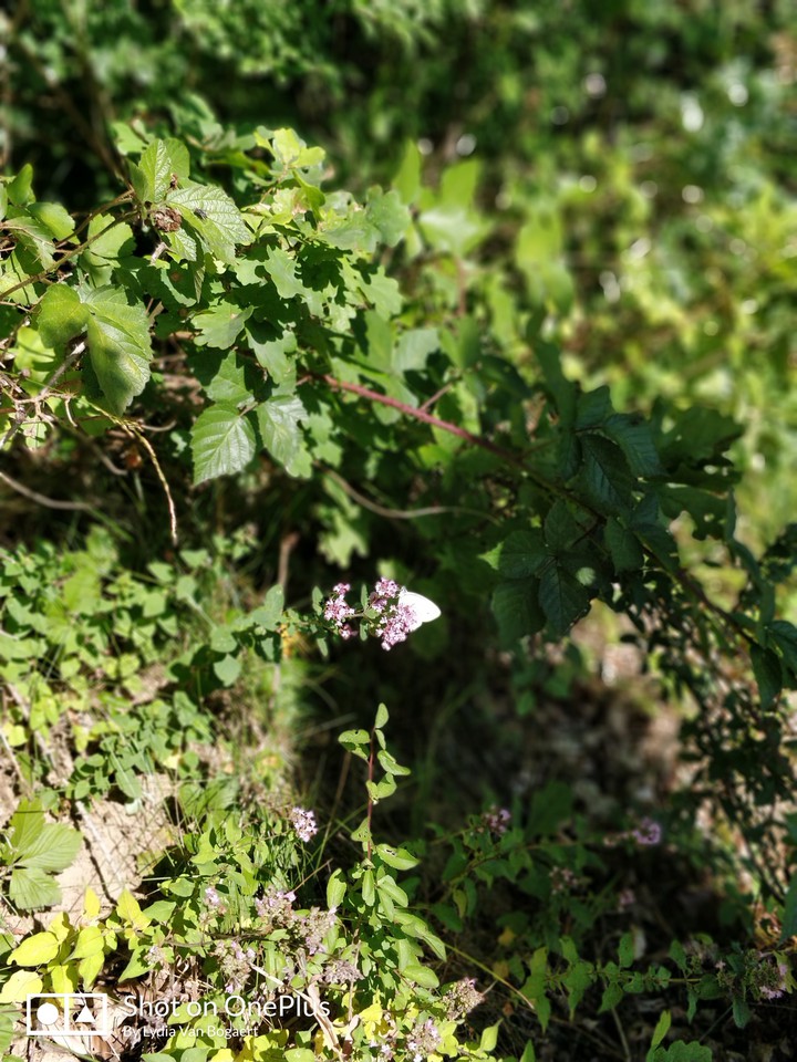 butterfly on my walk