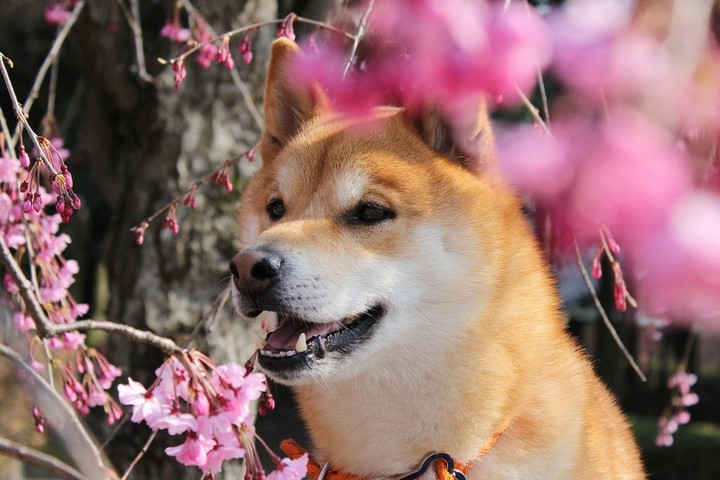 doge