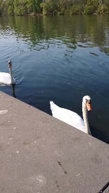 swan