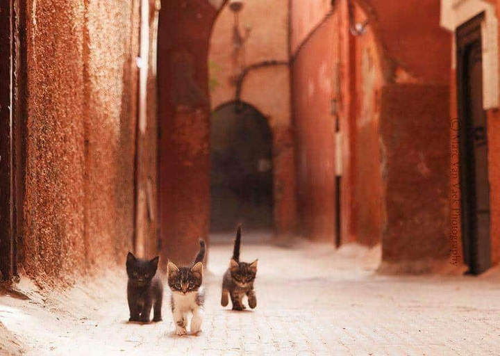 cat