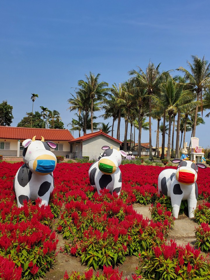 Cows and flowers