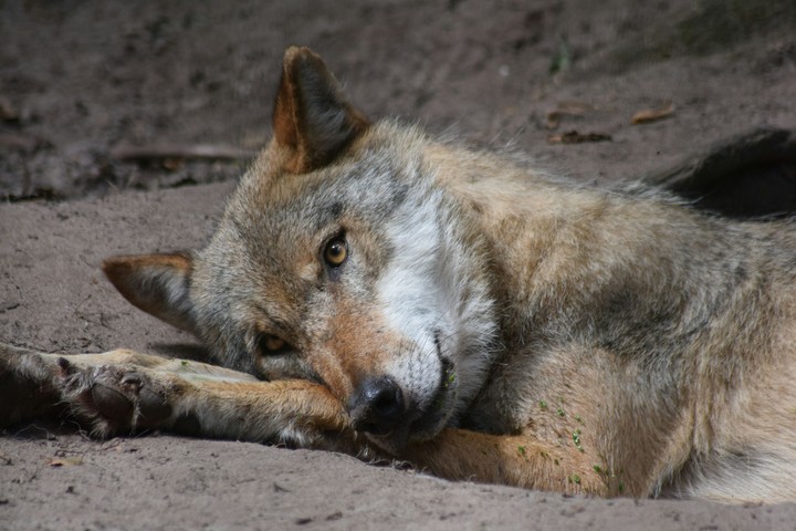 Wolf