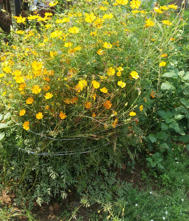 Sulphur Cosmos.