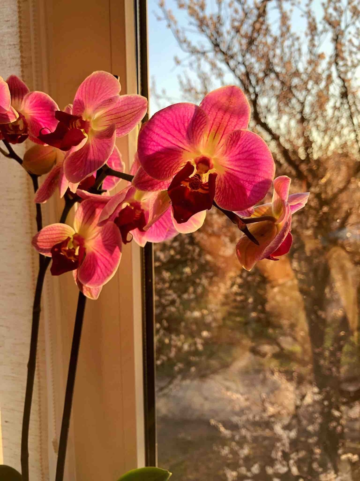 orchid