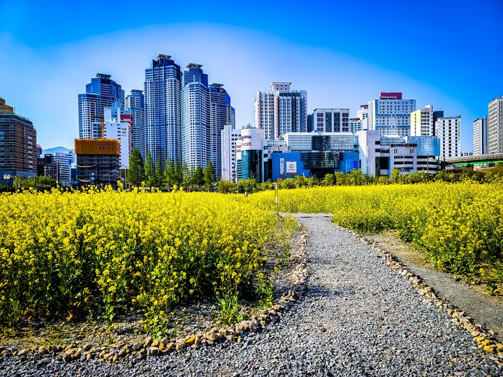 부산금융단지 유채밭