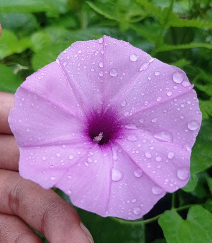 #flower #flowers #nature #photography #flowerstagram #love