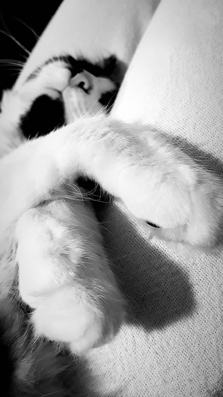Paw