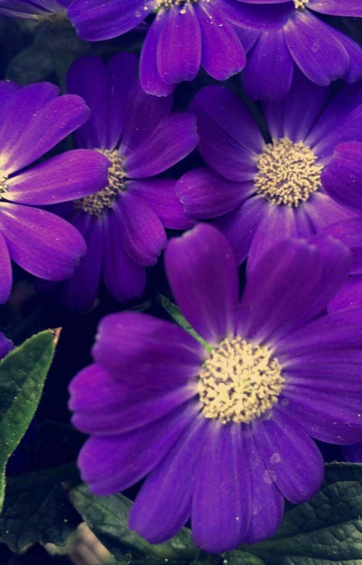 glory flower