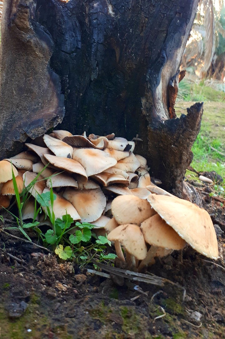 mushroom