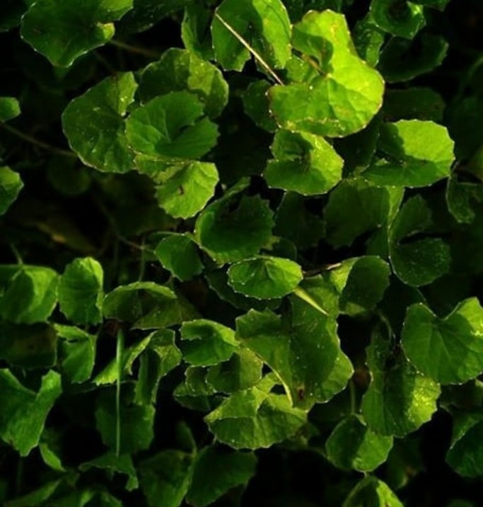 Greenary