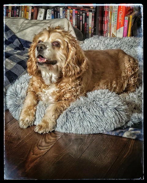 dog, spaniel壁纸