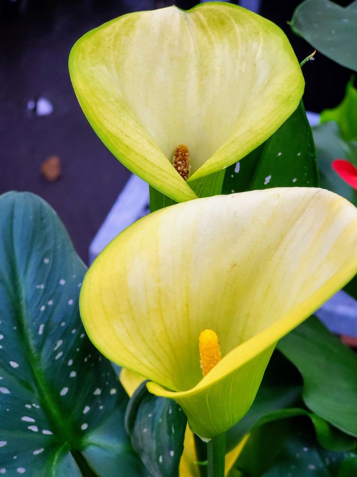 Beautiful Leafs