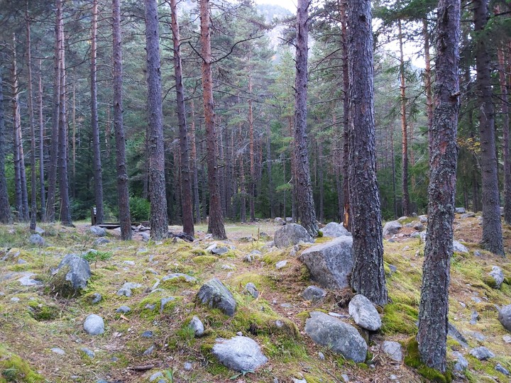 forest