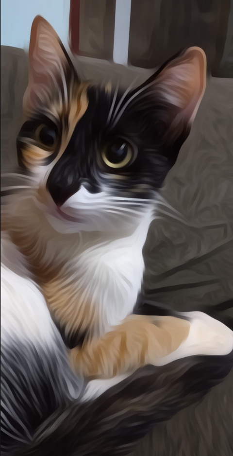 Gato