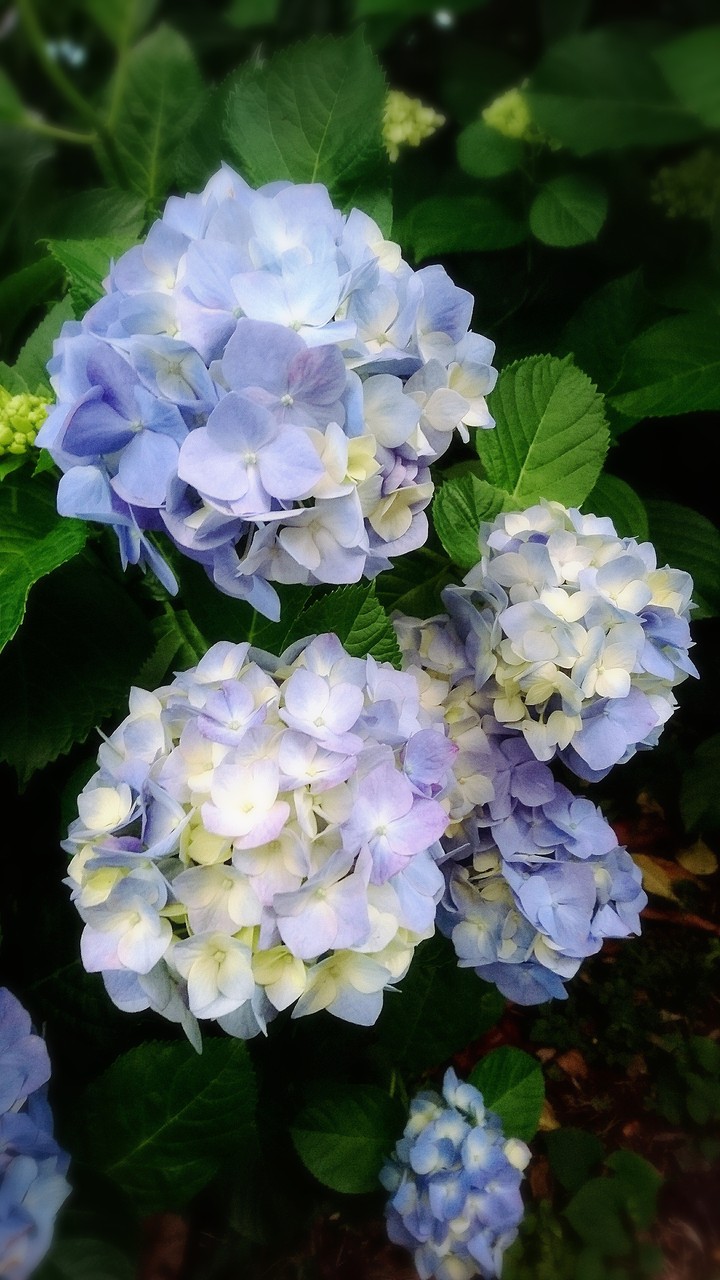 紫陽花
