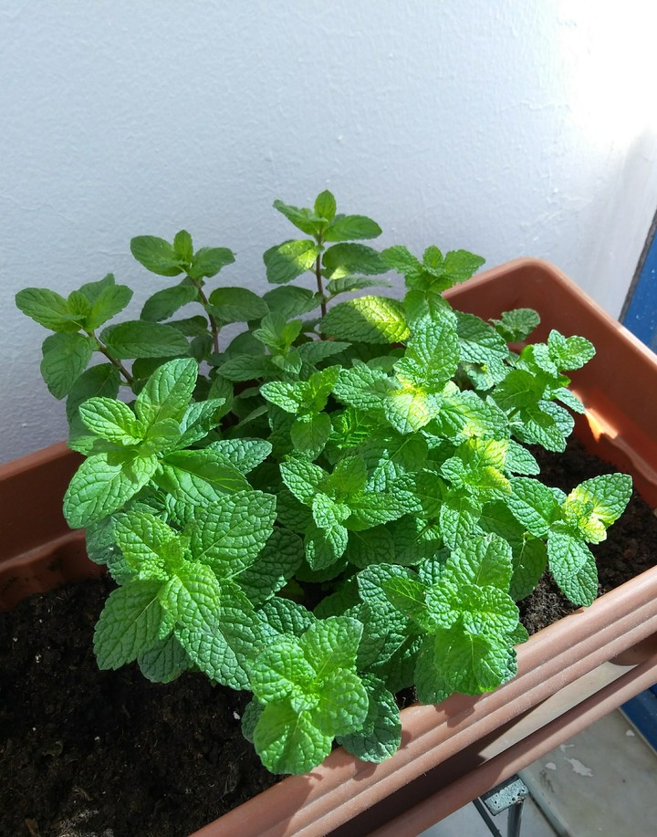 fresh mint