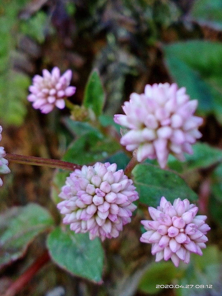 pink