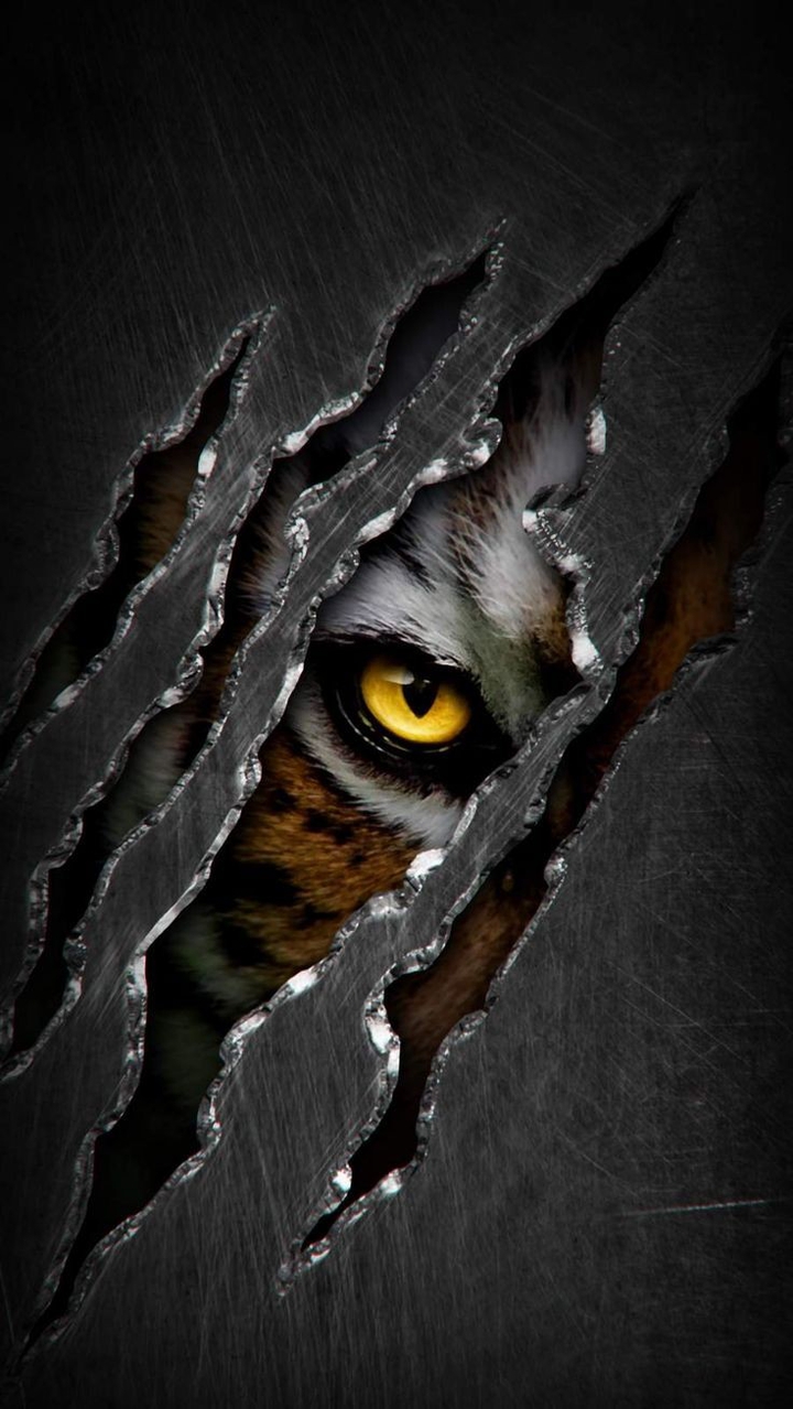 Eye