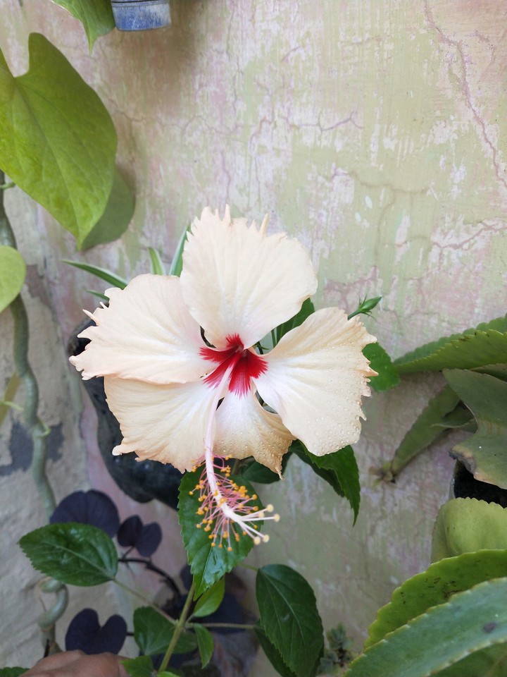? Hibiscus flower