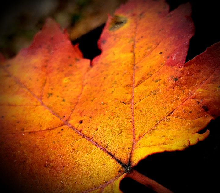 Fall