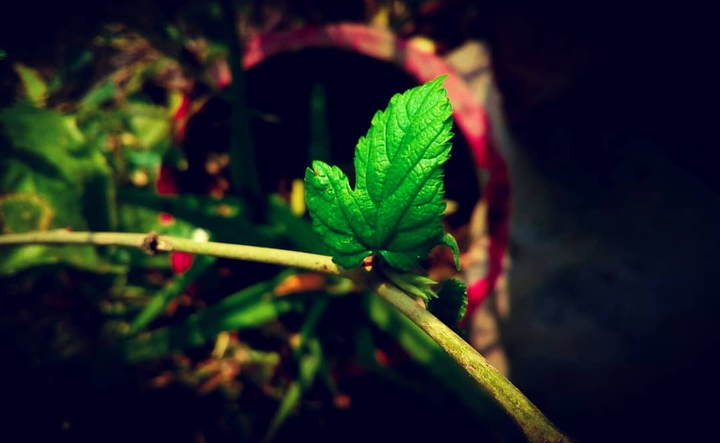nature