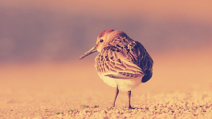 Alone bird