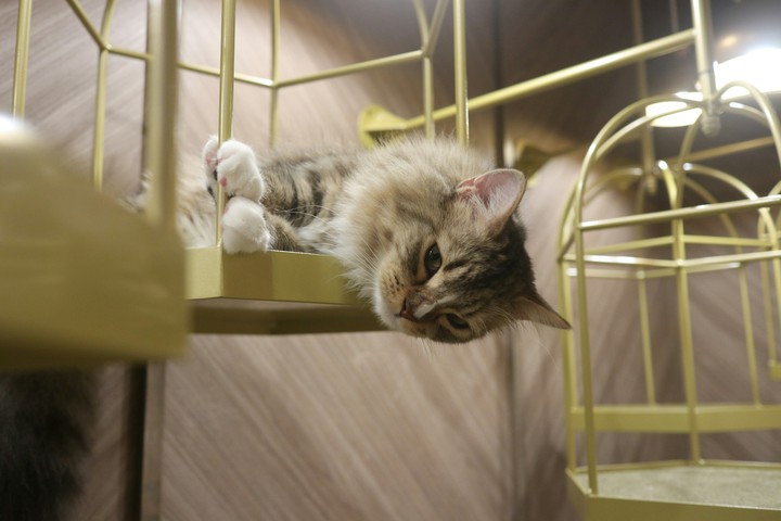 cat