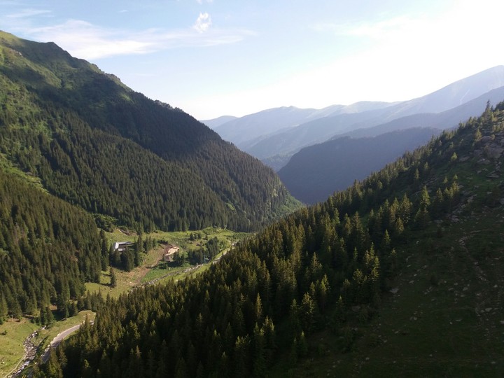 Deep forest in the mountains