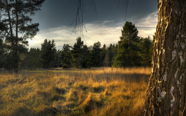Tree Trunk Birch Fir-Trees Grass Faded Edge