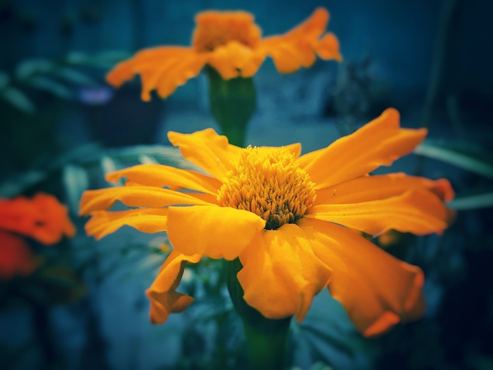 a morning bloom