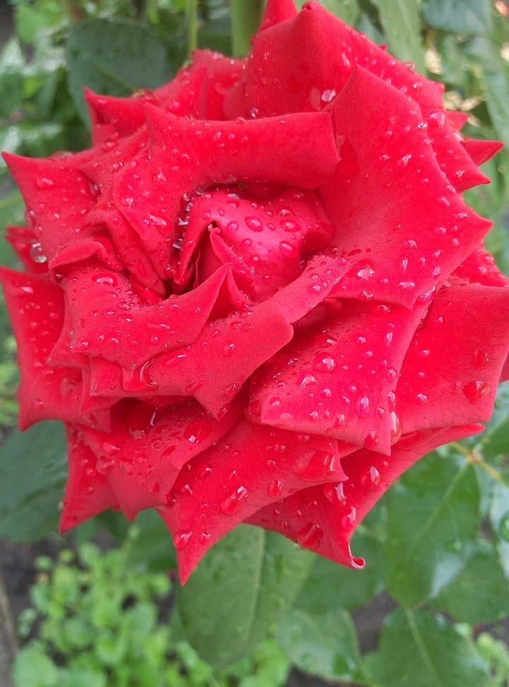 rose