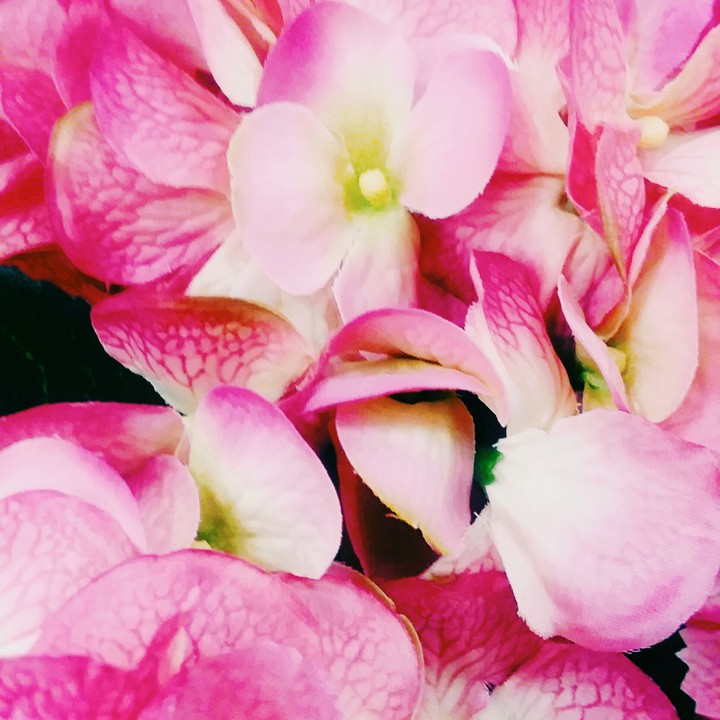 Pink flowers