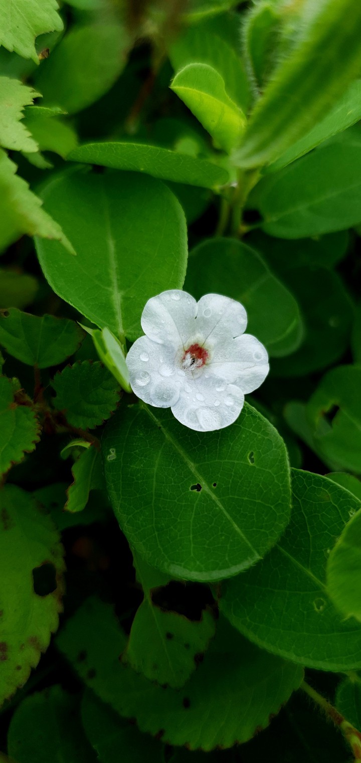 #Green_life#white beauty