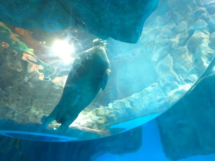 ocean park