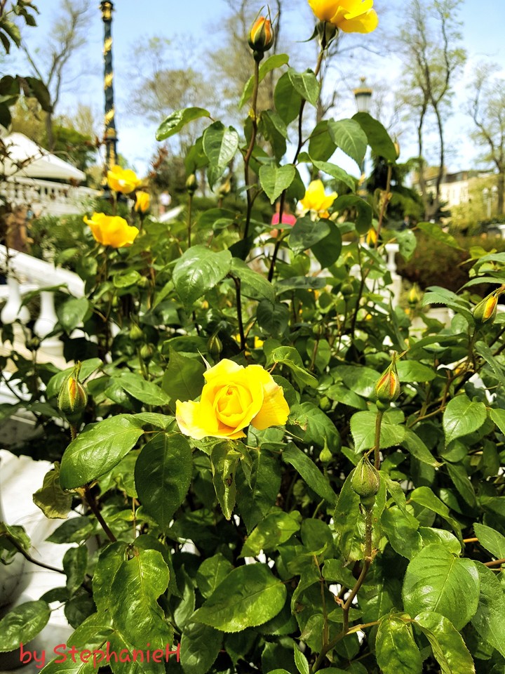 Yellow roses
