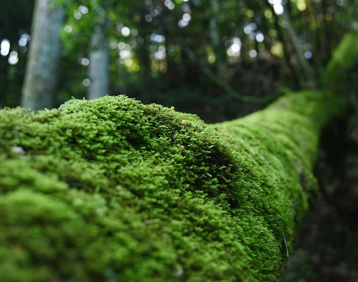 Verde madeira