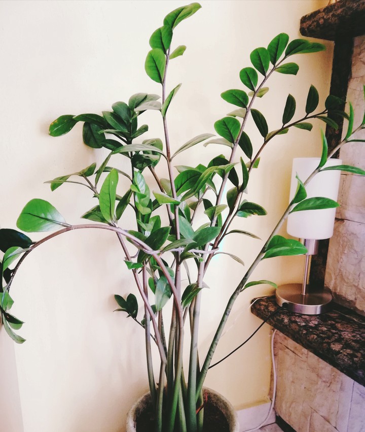 Houseplant
