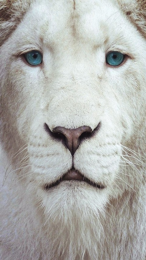 wallpaper