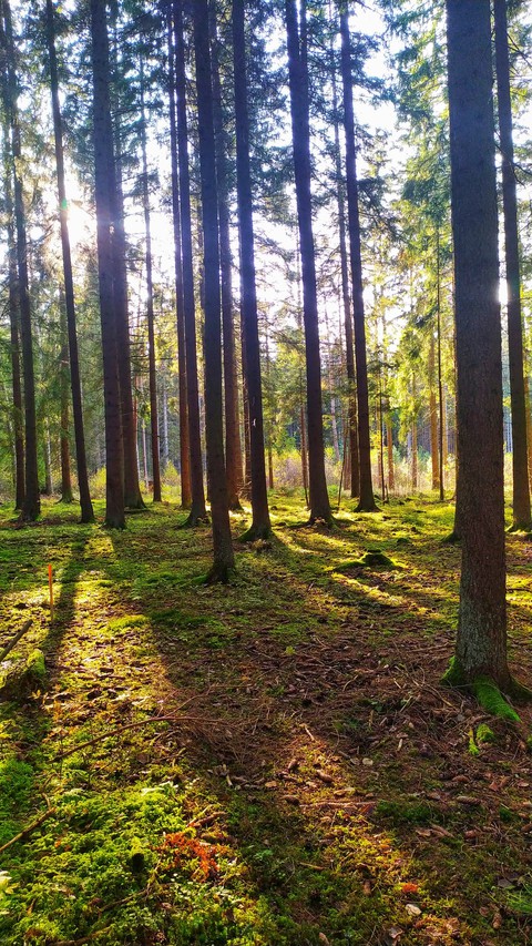 forest