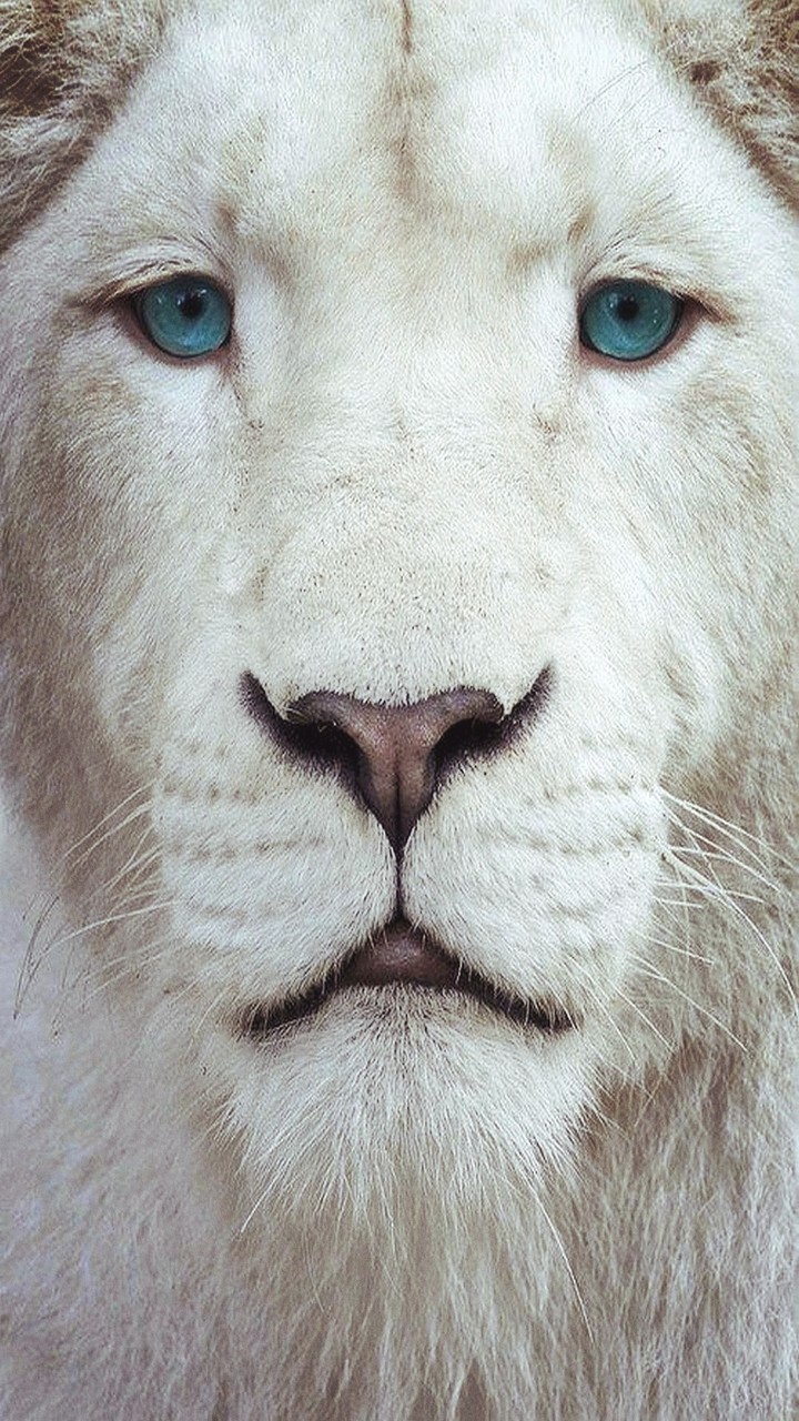 wallpaper