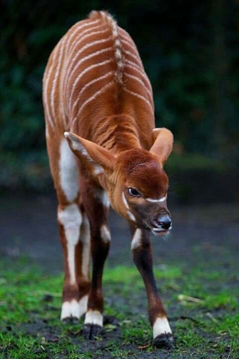 animal