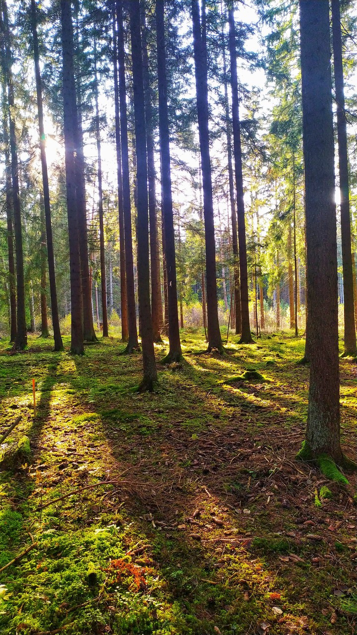 forest