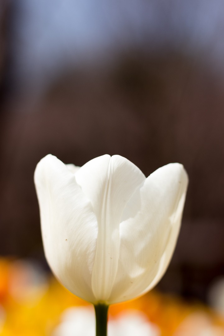 Tulip