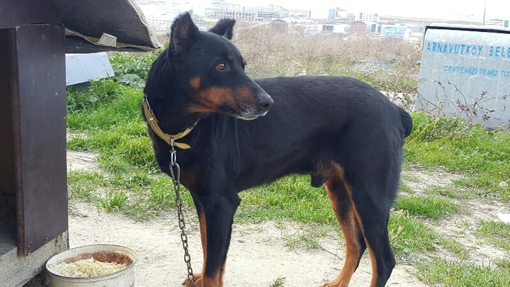 my dog garip