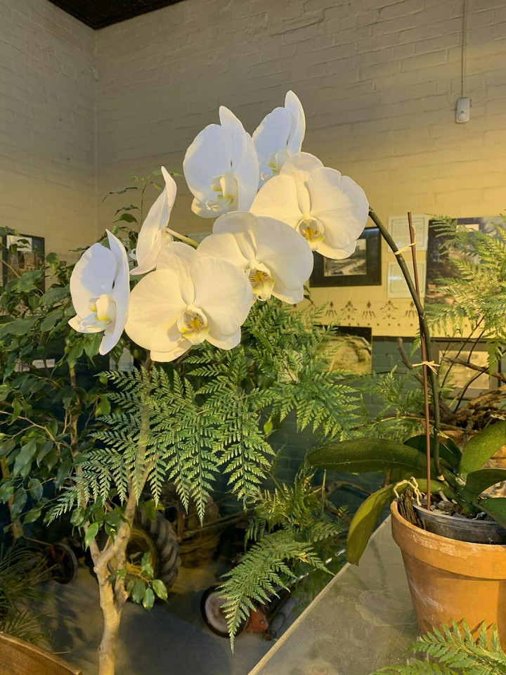orchid