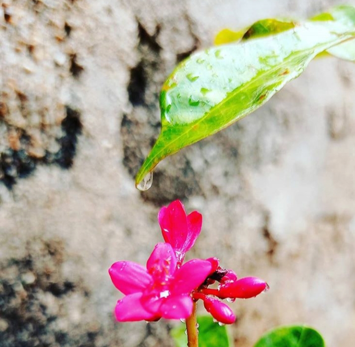 #Pink Beauty