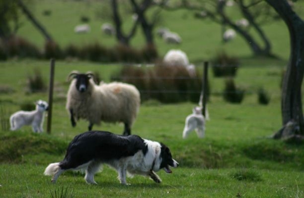 If It's Not A Broder Collie iIt's Just A Dog