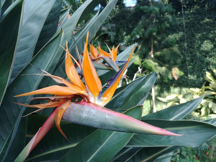 flower