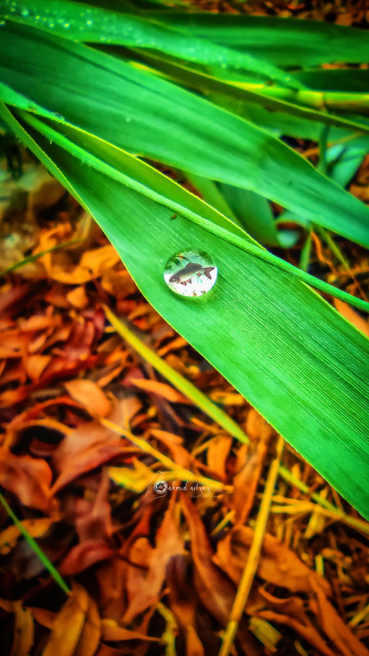 Water ? drop